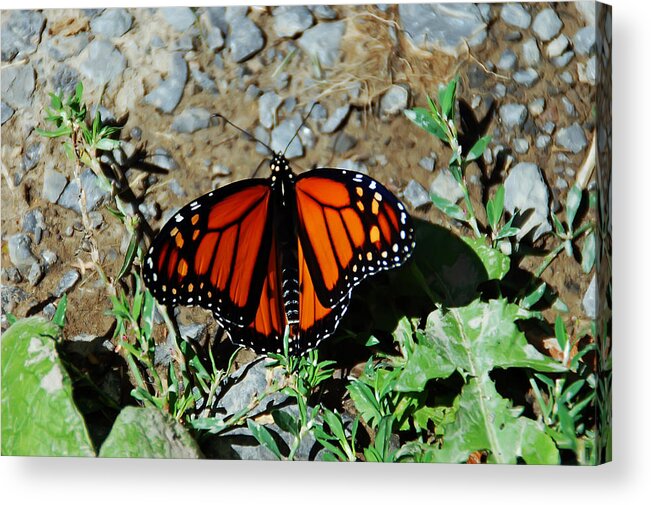Butterfly Acrylic Print featuring the photograph Monarch by Aimee L Maher ALM GALLERY