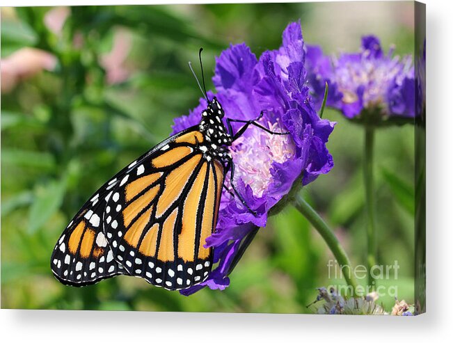 Monarch Acrylic Print featuring the photograph Monarch and Pincushion Flower by Steve Augustin