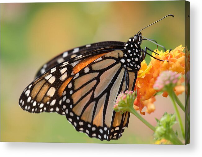 Monarch Butterfly With Backlit Wings Acrylic Print featuring the photograph Monarch Butterfly With Backlit Wings by Daniel Reed