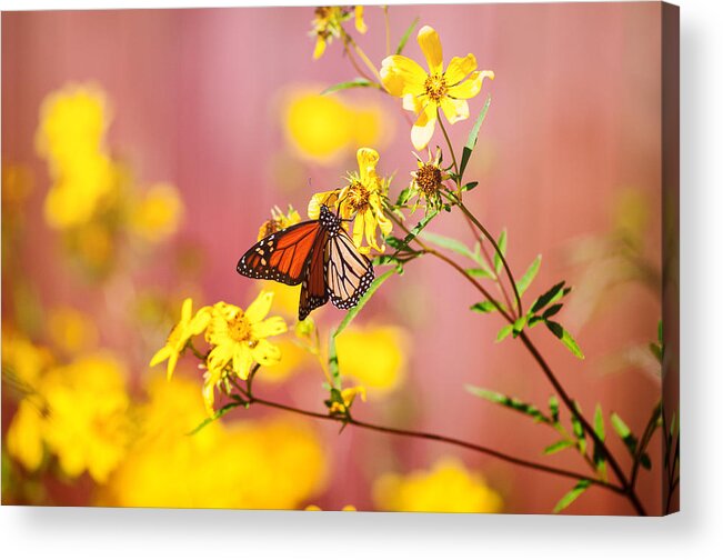 Monarch Acrylic Print featuring the photograph Monarch Display by Joel Olives