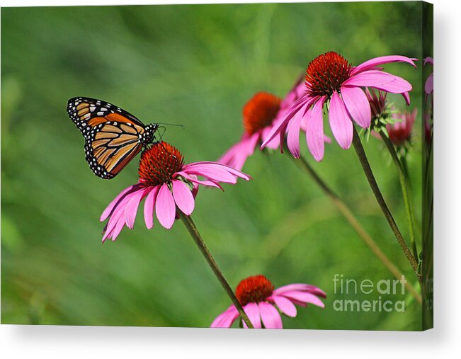 Monarch Acrylic Print featuring the photograph Monarch on Garden Coneflowers by Karen Adams