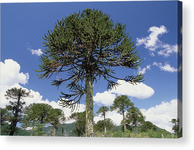 Feb0514 Acrylic Print featuring the photograph Monkey Puzzle Tree Conguillio Np Chile by Gerry Ellis