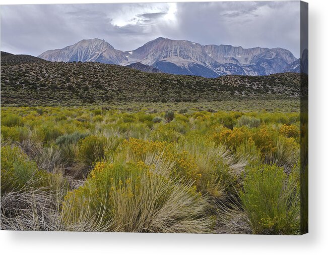 Inyo National Forest Acrylic Print featuring the photograph Mono Basin Lee Vining 1 by SC Heffner