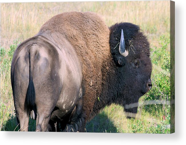 Bison Acrylic Print featuring the photograph Montana BUFFALO BISON BULL by Karon Melillo DeVega