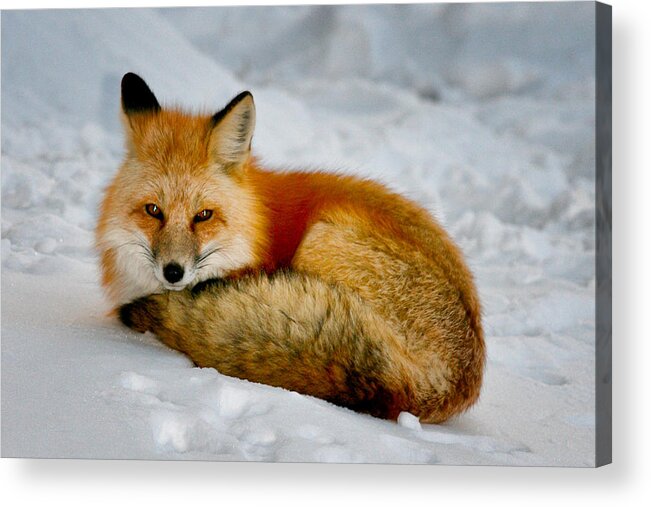 Fox Acrylic Print featuring the photograph Winter Fox by Juli Ellen