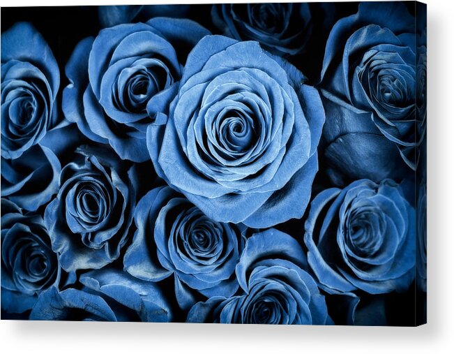 3scape Acrylic Print featuring the photograph Moody Blue Rose Bouquet by Adam Romanowicz