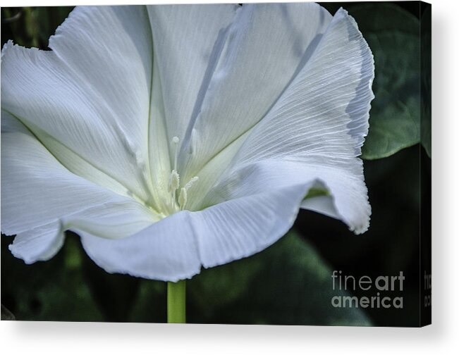 M.c. Story Acrylic Print featuring the photograph Moonflower 1 by Mary Carol Story