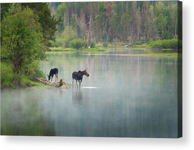 Scenics Acrylic Print featuring the photograph Moose, Grand Teton National Park Wyoming by Alan Majchrowicz