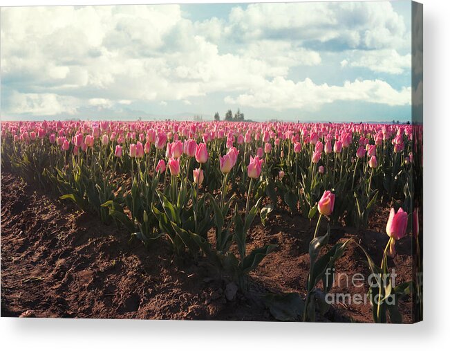 Tulips Acrylic Print featuring the photograph Morning Brillance by Sylvia Cook