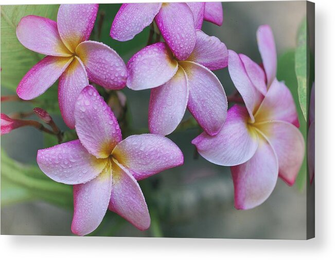 Floral Acrylic Print featuring the photograph Morning Dew by Jade Moon 