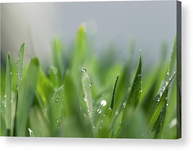 Grass Acrylic Print featuring the photograph Morning Dew by Sbayram