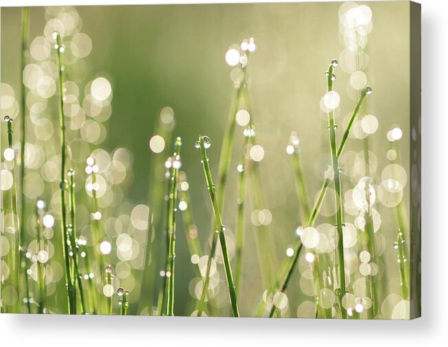 Purity Acrylic Print featuring the photograph Morning Dew by Takeshi.k