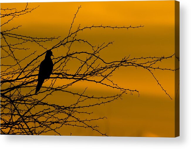 Dove Acrylic Print featuring the photograph Morning Dove by Kelly Gibson