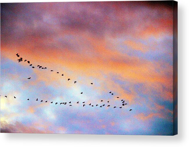 Montana Acrylic Print featuring the photograph Morning Geese by Scott Carlton