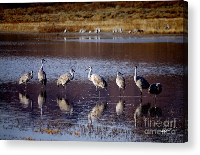 Photography Acrylic Print featuring the photograph Morning Reflections by Vicki Pelham
