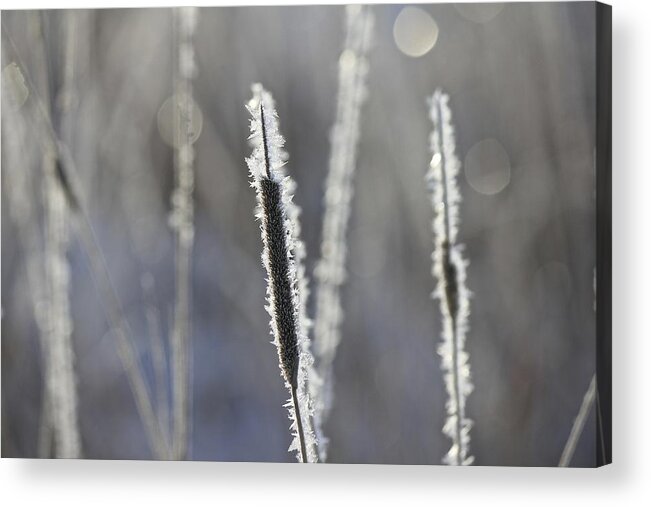 Frost Acrylic Print featuring the photograph Morning Sparkle by Penny Meyers