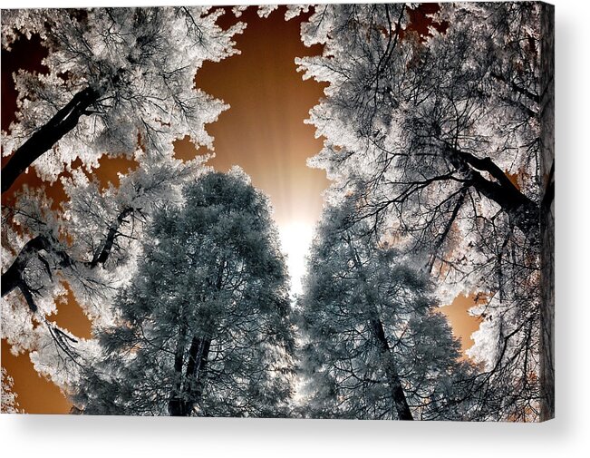 Pine Tree Acrylic Print featuring the photograph Morning Sun and Pines by Steve Zimic