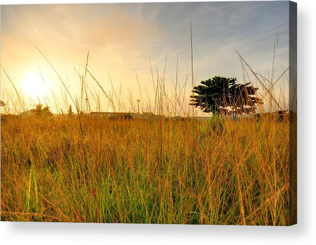 Scenics Acrylic Print featuring the photograph Morning Sun Shining Through The Tree by Primeimages