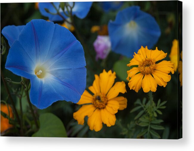 New England Flower Photograph Acrylic Print featuring the photograph Morning sunny glory by Jeff Folger