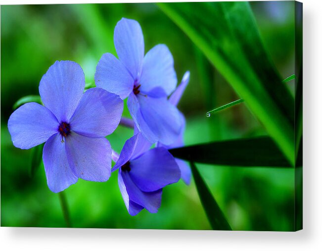 Blue Wildflowers Acrylic Print featuring the photograph Morning Wildflowers by Michael Eingle