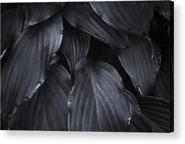 Flowers Acrylic Print featuring the photograph Morning Dew one by Glenn DiPaola