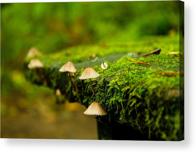 Columbia River Gorge Acrylic Print featuring the photograph Moss close-up by Kunal Mehra