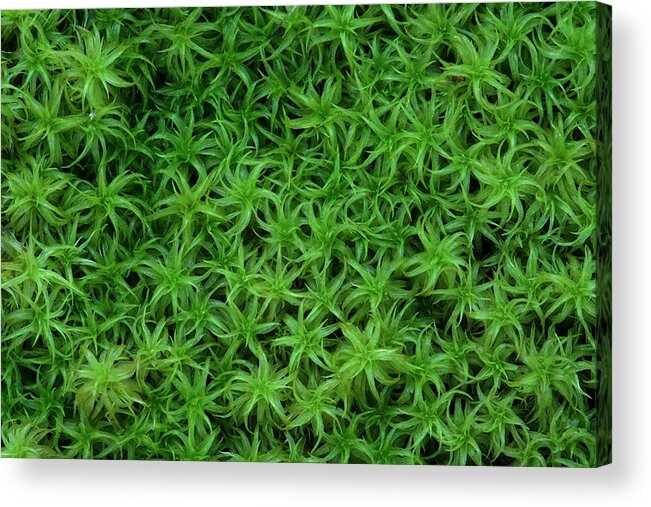 Atrichum Sp. Acrylic Print featuring the photograph Moss by Daniel Reed