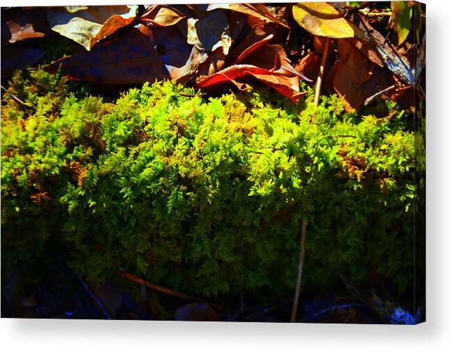 Green Acrylic Print featuring the photograph Moss by Lisa Wooten