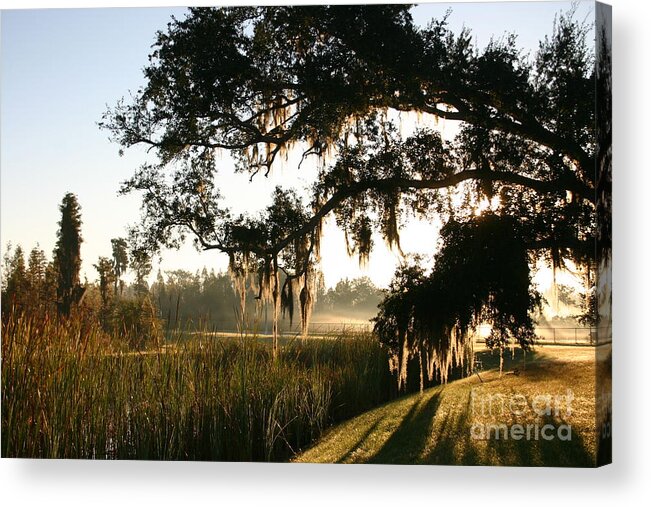 Mossy Oak Acrylic Print featuring the photograph Mossy Oak Morning by Jeanne Forsythe
