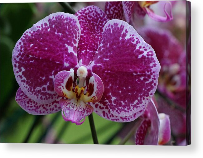Moth Orchid Acrylic Print featuring the photograph Moth Orchid 1 by Allen Beatty