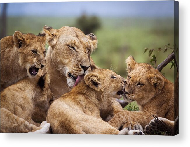 Kenya Acrylic Print featuring the photograph Mother and lion cubs by WLDavies