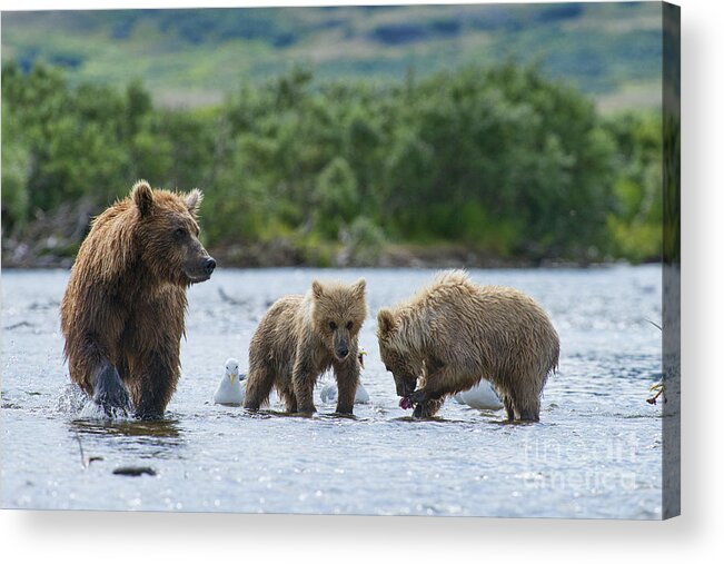 Brown Bear Acrylic Print featuring the photograph Mother Brown Bear With Cubs Looking For Salmon by Dan Friend