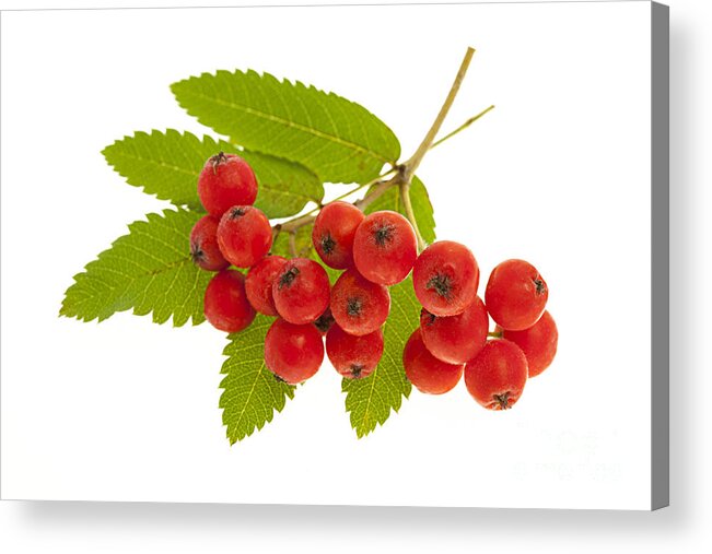 Berries Acrylic Print featuring the photograph Mountain ash berries 3 by Elena Elisseeva