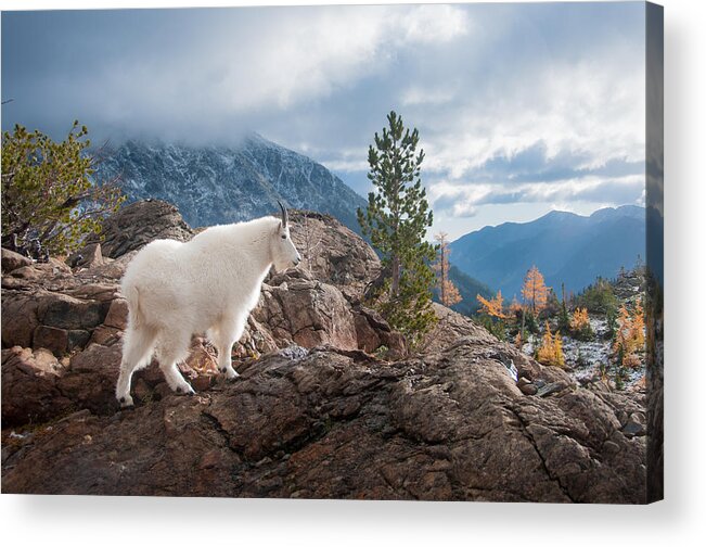 Brian Bonham Acrylic Print featuring the photograph Mountain Goat by Brian Bonham