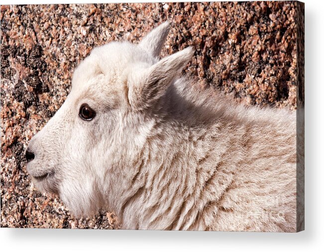 Arapaho National Forest Acrylic Print featuring the photograph Mountain Goat Kid Portrait on Mount Evans by Fred Stearns