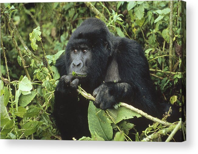 Feb0514 Acrylic Print featuring the photograph Mountain Gorilla Male Feeding Africa by Konrad Wothe