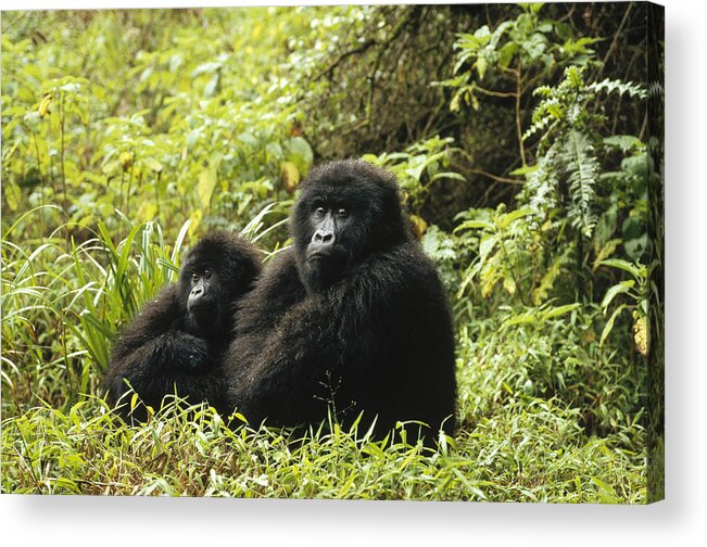 00192673 Acrylic Print featuring the photograph Mountain Gorilla Pair Sitting by Konrad Wothe