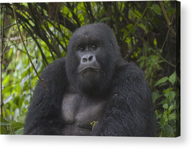 Feb0514 Acrylic Print featuring the photograph Mountain Gorilla Sub-adult Male Rwanda by D. & E. Parer-Cook