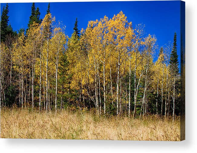 Autumn Acrylic Print featuring the photograph Mountain Grasses Autumn Aspens In Deep Blue Sky by James BO Insogna