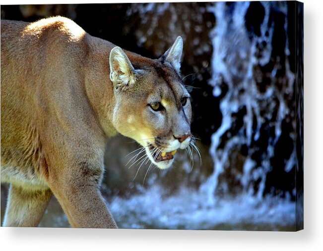 Mountain Lion Acrylic Print featuring the photograph Mountain Lion by Deena Stoddard