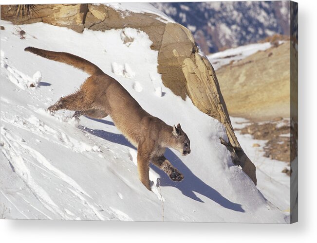 00191477 Acrylic Print featuring the photograph Mountain Lion Running in Snow by Konrad Wothe