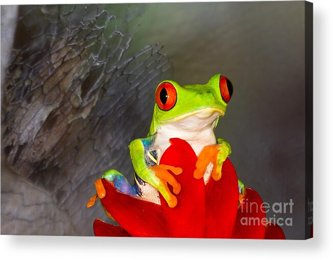 Red Eyed Tree Frogs Acrylic Print featuring the photograph Mr. Curious by Mary Lou Chmura