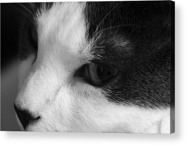 Cat Acrylic Print featuring the photograph MR Muffins by Andrew Pacheco