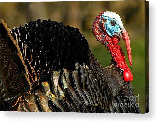 Pacific Acrylic Print featuring the photograph Mr. Tom Turkey by Nick Boren