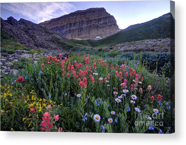 Mount Timpanogos Acrylic Print featuring the photograph Mt. Timpanogos Wildflowers at Sunset by Gary Whitton
