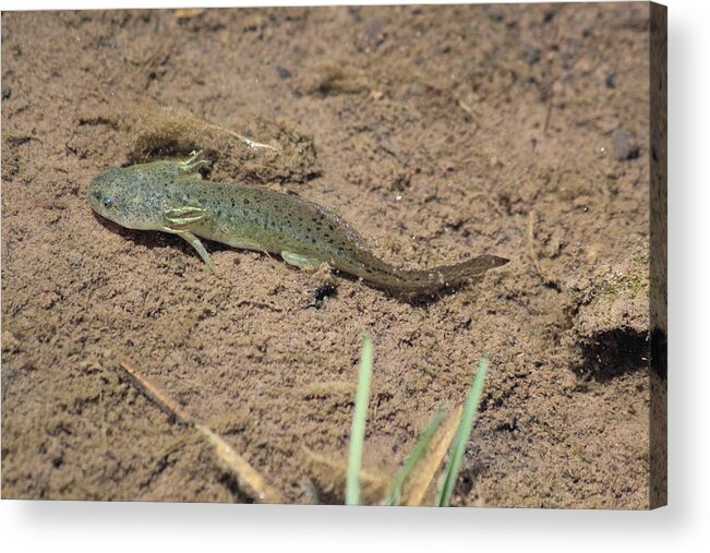 Mud Puppy Acrylic Print featuring the photograph Mud Puppy by Shane Bechler