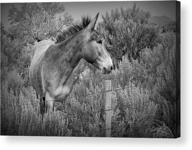 Art Acrylic Print featuring the photograph Mule in Wyoming by Randall Nyhof