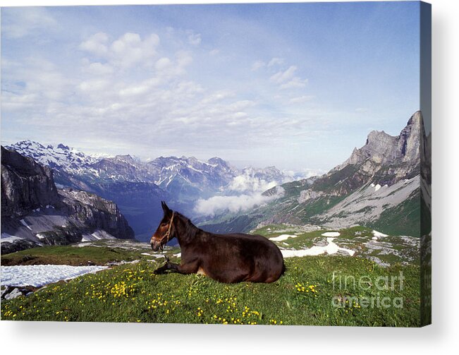 Horse Acrylic Print featuring the photograph Mule Lying Down In Alpine Meadow by Rolf Kopfle