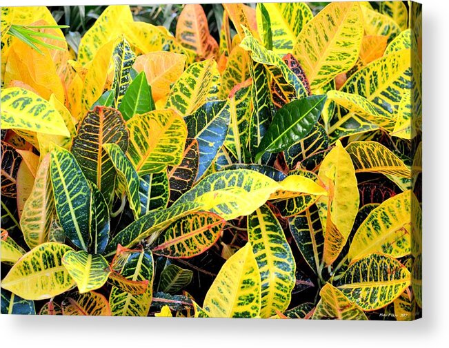 Multi-colored Acrylic Print featuring the photograph Multi-Colored Croton by Maria Urso