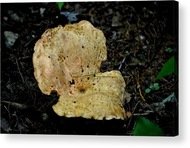 Mushroom Acrylic Print featuring the photograph Mushroom Supreme by Tara Potts